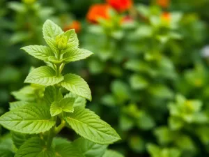 Czy dzieci mogą pić melisę?